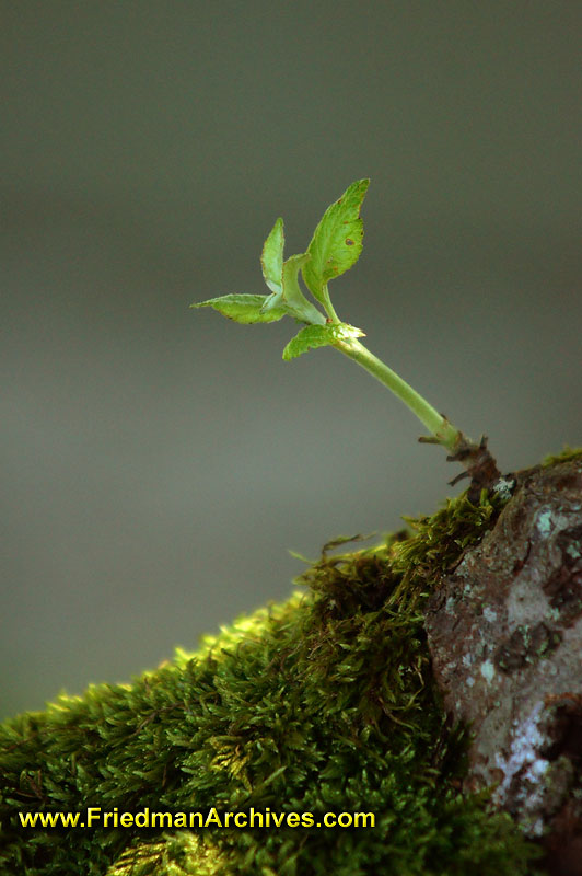 flower,leaf,sprout,tree,forest,growth,environmental,green,